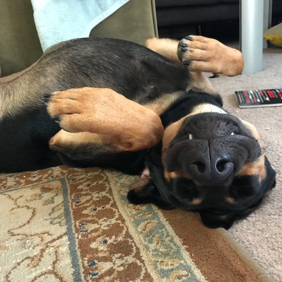 Allergy Alert! There’s a dog in this house! - Picture 3 of 8